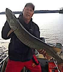 Very Large Muskie are Common Fishing at Fireside Lodge in Canada